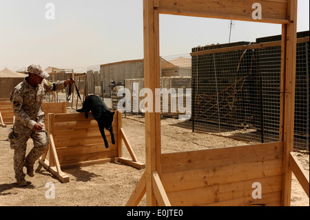 Ein irakische Polizisten mit dem Diyala Polizeihund Programm durchläuft ein Hindernis-Parcours seinen Hund während einer gemeinsamen Übung Stockfoto