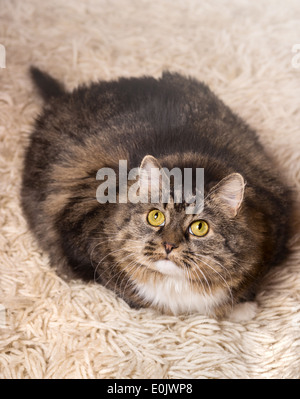 Katze, grau, flauschige, Dicke auf leichte Teppich liegt Stockfoto