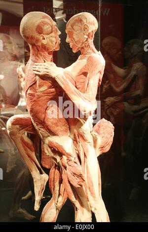 Hamburg, Deutschland. 14. Mai 2014. Pressekonferenz von "Körperwelten", eine Ausstellung von erhaltenen menschlichen Körpern des Entwicklers deutscher Anatom Gunther von Hagens in Hamburg, Deutschland. Bildnachweis: Dpa picture Alliance/Alamy Live News Stockfoto