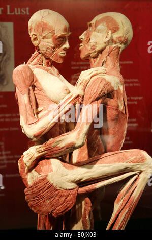 Hamburg, Deutschland. 14. Mai 2014. Pressekonferenz von "Körperwelten", eine Ausstellung von erhaltenen menschlichen Körpern des Entwicklers deutscher Anatom Gunther von Hagens in Hamburg, Deutschland. Bildnachweis: Dpa picture Alliance/Alamy Live News Stockfoto
