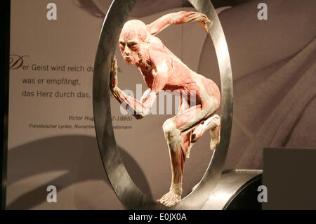 Hamburg, Deutschland. 14. Mai 2014. Pressekonferenz von "Körperwelten", eine Ausstellung von erhaltenen menschlichen Körpern des Entwicklers deutscher Anatom Gunther von Hagens in Hamburg, Deutschland. Bildnachweis: Dpa picture Alliance/Alamy Live News Stockfoto