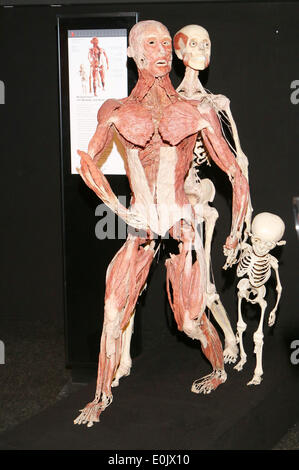 Hamburg, Deutschland. 14. Mai 2014. Pressekonferenz von "Körperwelten", eine Ausstellung von erhaltenen menschlichen Körpern des Entwicklers deutscher Anatom Gunther von Hagens in Hamburg, Deutschland. Bildnachweis: Dpa picture Alliance/Alamy Live News Stockfoto