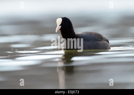 Gemeinsamen Blässhuhn (Fulica Atra) Schwimmen im Wasser in flachen Winkel. Stockfoto