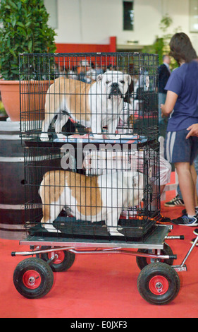 Zwei englische Bulldoggen wird Trasnported von Wagen auf ihren Käfig Stockfoto