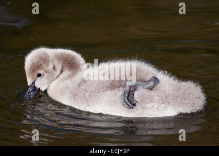 Australische Black Swan Cygnet (Cygnus olor) Stockfoto