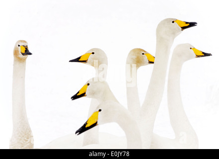 Gruppe der Singschwäne, "eine und die anderen", im Schnee, März, Tysslingen, Schweden (Cygnus Cygnus) Stockfoto