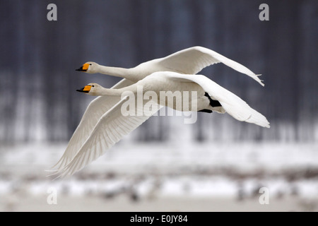 Whooper Schwäne im Flug, im Schnee, März, Tysslingen, Schweden (Cygnus Cygnus) Stockfoto