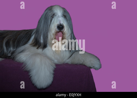 Eine schöne weiße langhaarige Bobtail Hund isoliert auf dunklem Hintergrund Stockfoto