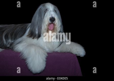 Eine schöne weiße langhaarige Bobtail Hund isoliert auf dunklem Hintergrund Stockfoto