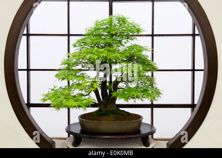 Im japanischen Stil Bonsai Miniatur Baum Pflanze, Acer Palmatun, Bergahorn Stockfoto