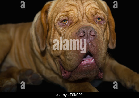 Nahaufnahme der Dogge de Bordeaux. De Bordeaux Dogge, Bordeaux-Dogge, Bordeauxdogge oder Bordeaux Hund Stockfoto