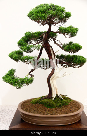 Japanischen Stil Bonsai Baum Pflanzen, chinesische Wacholder, Juniperus Chinensis. Stockfoto