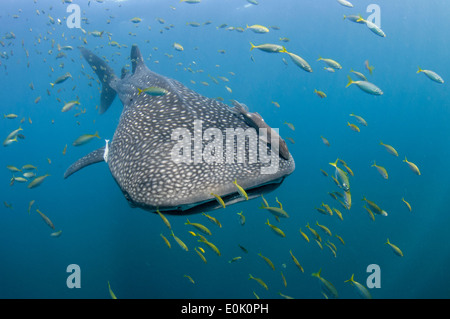 Walhai, Cenderawasih-Bucht, Neuguinea, Indonesien (Rhincodon Typus) Stockfoto