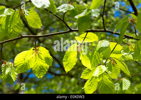 Buche verlässt, Fagus Sylvatica, auf einem Baum im Bruern Wood in Cotswolds, Oxfordshire, Vereinigtes Königreich Stockfoto
