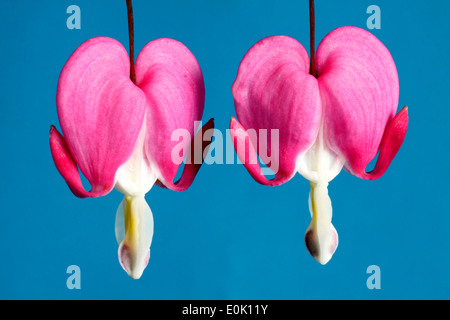 Der herzförmige Anhänger Blume des blutenden Herzens, Lamprocapnos Spectabilis hautnah. Stockfoto