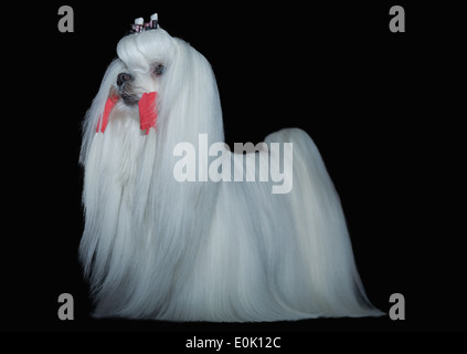 Porträt der eine kleine, junge und schöne Malteser Hund auf dunklem Hintergrund Stockfoto