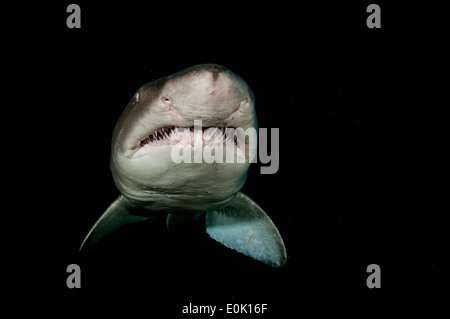 Sand Tiger Shark (grauer Ammenhai, zerlumpten Zahn Shark), Aliwal Shoal, Südafrika (Carcharias Taurus) Stockfoto