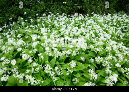 Bärlauch auch Bärlauch, Allium Ursinum, stechenden blühen im Frühjahr dreht sich auf den Sommer in Somerset, Großbritannien Stockfoto