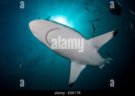 Ozeanische Schwarzspitzen Haie, Aliwal Shoal, Südafrika (Carcharhinus Limbatus) Stockfoto