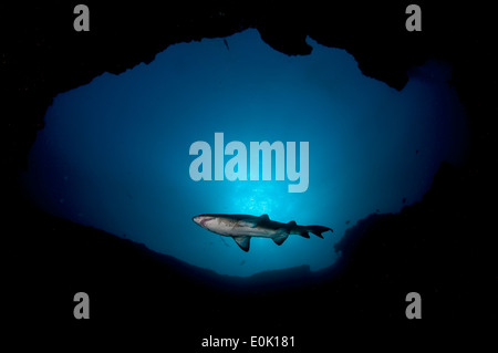 Sand Tigerhai (grauer Ammenhai, zerlumpten Zahn Shark) in einer Höhle, Aliwal Shoal, Südafrika (Carcharias Taurus) Stockfoto