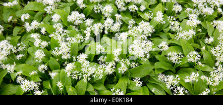 Bärlauch auch Bärlauch, Allium Ursinum, stechenden blühen im Frühjahr dreht sich auf den Sommer in Somerset, Großbritannien Stockfoto