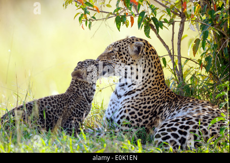 Leopardenmutter mit einem Jungtier, Masai Mara, Kenia Stockfoto