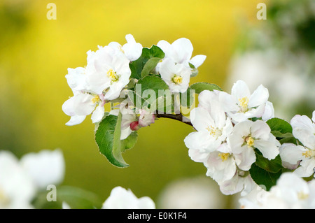 Nahaufnahme der Apfelblüte im Frühjahr Stockfoto