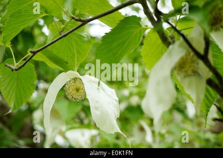 Eine chinesische Hanky-Baum mit Blüten Stockfoto