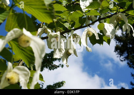 Eine chinesische Hanky-Baum mit Blüten Stockfoto