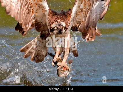 Osprey-Angeln auf Forelle, Finnland (Pandion Haliaetus) Stockfoto