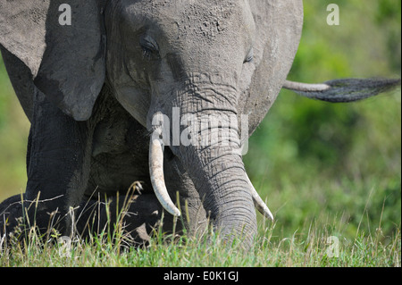 Elefant frontalen close-up Portrait, Masai Mara, Kenia Stockfoto