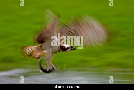 Osprey-Angeln auf Forelle, Finnland (Pandion Haliaetus) Stockfoto