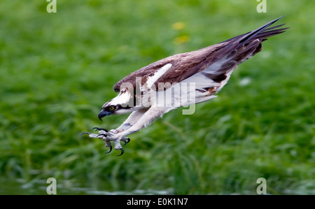 Osprey-Angeln auf Forelle, Finnland (Pandion Haliaetus) Stockfoto