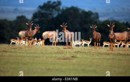 Topi Herde im Abendlicht, Masai Mara, Kenia Stockfoto