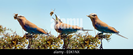 Walze Vogel versucht, eine fette Heuschrecke, Masai Mara, Kenia Essen Stockfoto