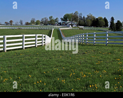 Weiße Zäune führt in einen reinrassigen Bauernhof, Lexington, Kentucky Stockfoto