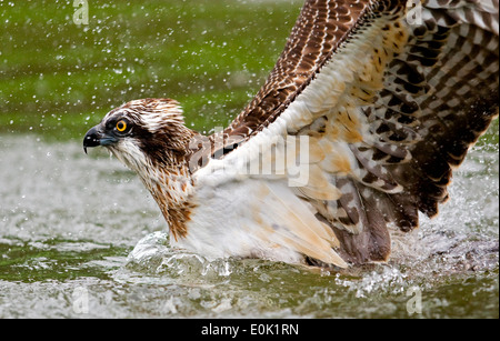 Osprey-Angeln auf Forelle, Finnland (Pandion Haliaetus) Stockfoto