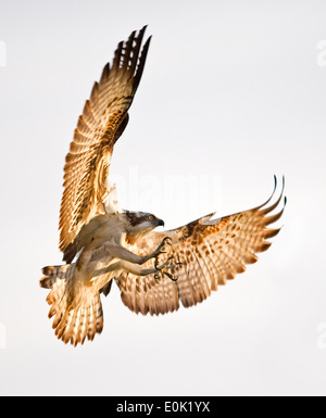 Osprey-Angeln auf Forelle, Finnland (Pandion Haliaetus) Stockfoto