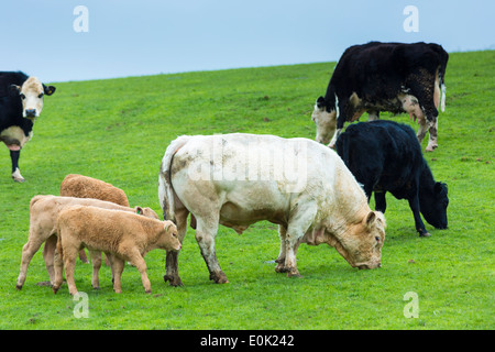 Stier mit Kühen und Kälbern, Bos Primigenius, Weide in einer Herde auf Moorland im Exmoor National Park, Somerset, Vereinigtes Königreich Stockfoto