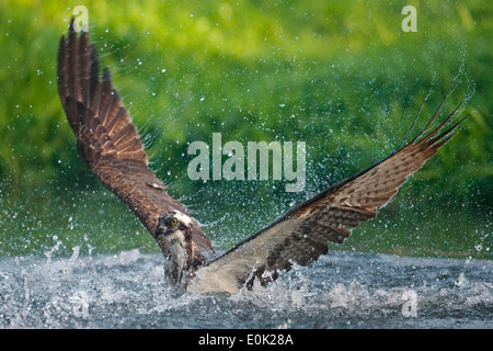 Osprey-Angeln auf Forelle, Finnland (Pandion Haliaetus) Stockfoto