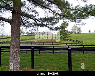 Ein reinrassiger Bauernhof mit schwarzen Zäune außerhalb Lexington, Kentucky Stockfoto