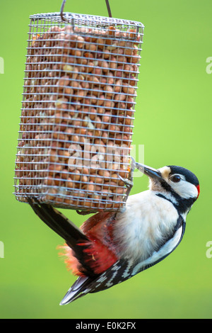 Great Spotted Woodpecker, Dendrocopus Major, ernähren sich von Erdnüssen im hängenden Vogelfutter und klammern sich an Krallen, Großbritannien Stockfoto