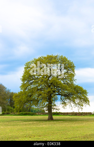 Englische Eiche, Quercus Robur, als Feder abwechselnd Sommer in Swinbrook in den Cotswolds, Oxfordshire, Vereinigtes Königreich Stockfoto