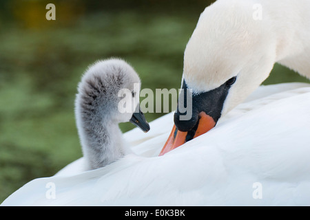 Höckerschwan Elternteil mit Cygnet auf Rücken, Kew Teich, London. (Cygnus Olor) Stockfoto