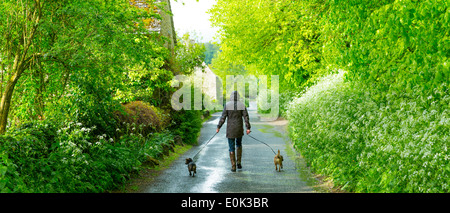 Frau, die Hunde an regnerischen Tag in Cotswolds, UK Stockfoto