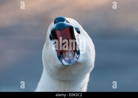 Schützende Höckerschwan Zischen, Kew Teich, London. (Cyguns Olor) Stockfoto