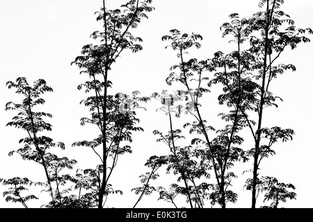 Toona Sinensis 'Flamingo'. Chinesische "Flamingo" Mahagonibaum Zweige und Blätter vor einem weißen Hintergrund. Schwarz / weiß Stockfoto