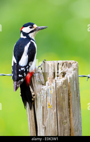 Great Spotted Woodpecker, Dendrocopus Major, klebt mit Klauen an Holzpfosten Stacheldraht, UK Stockfoto