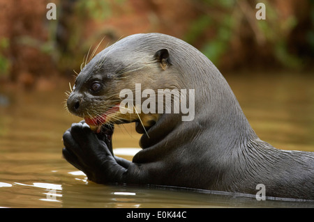 Riese Fischotter Essen Fisch, Pantanal, Brasilien, Südamerika (Pteronura Brasiliensis) Stockfoto