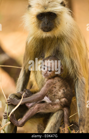 (Grau) Hanuman Languren Mutter mit Baby, Pench Nationalpark, Madhya Pradesh, Indien (Semnopithecus Entellus) Stockfoto